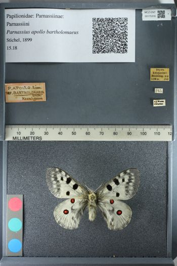 Media type: image;   Entomology 175316